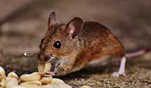 24 Hour & Emergency Exterminators in Granville, WV